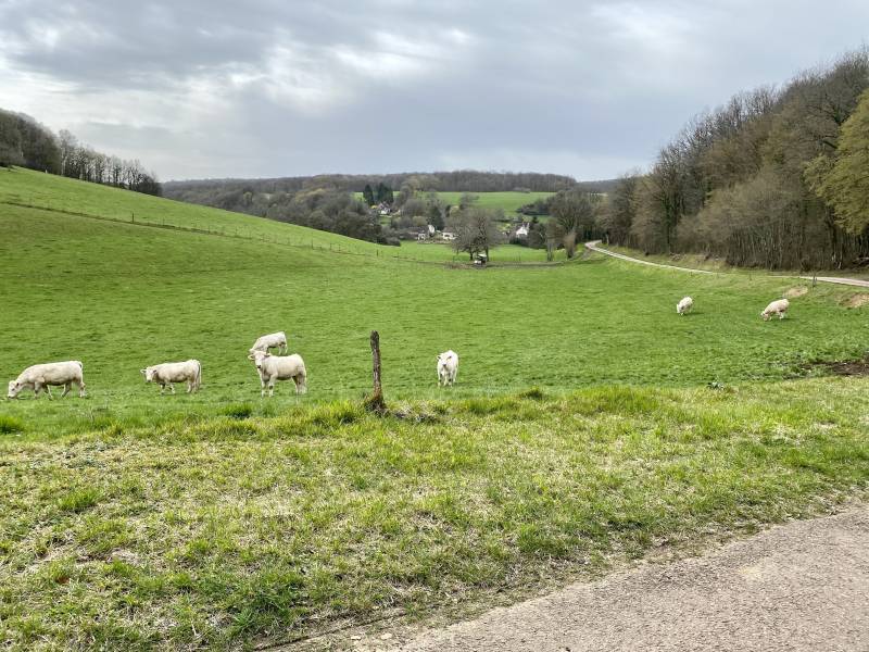 Randonnée : En forêt autour de Cessy-les-Bois