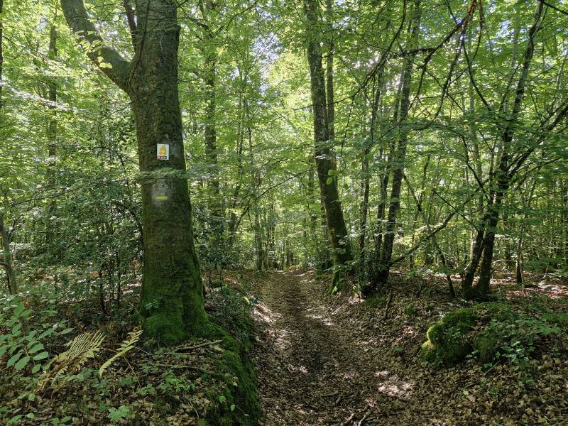 Randonnée : Forêt de Montard