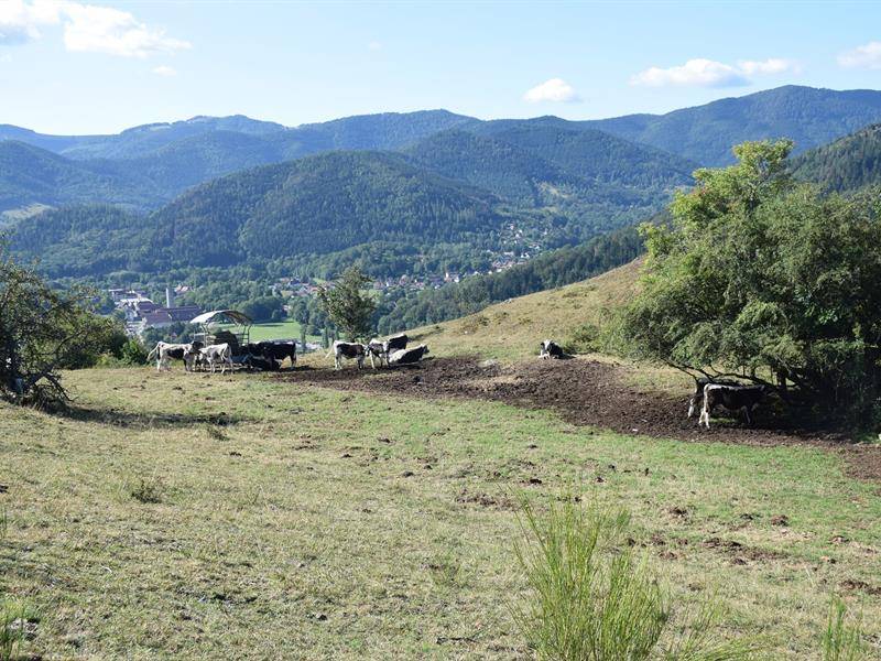 Randonnée : ECOBALADE - Tour du Siebach