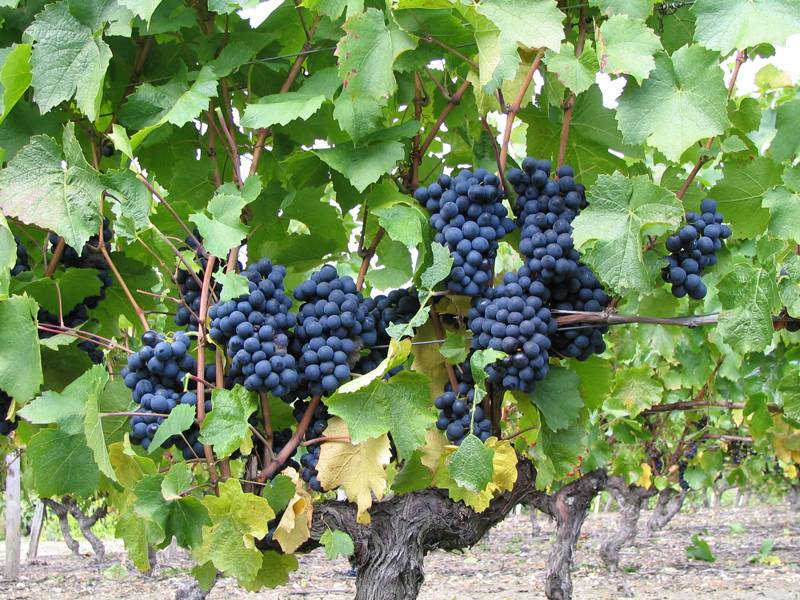 Randonnée : Découverte du vignoble