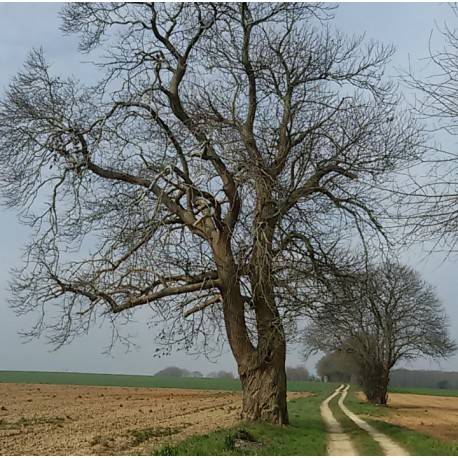 Randonnée : Saint-Vincent-La-Châtre - Le Plan de la Talle Ronde