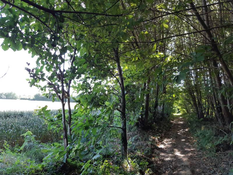 Randonnée : Les Bois de la Garde - Melle