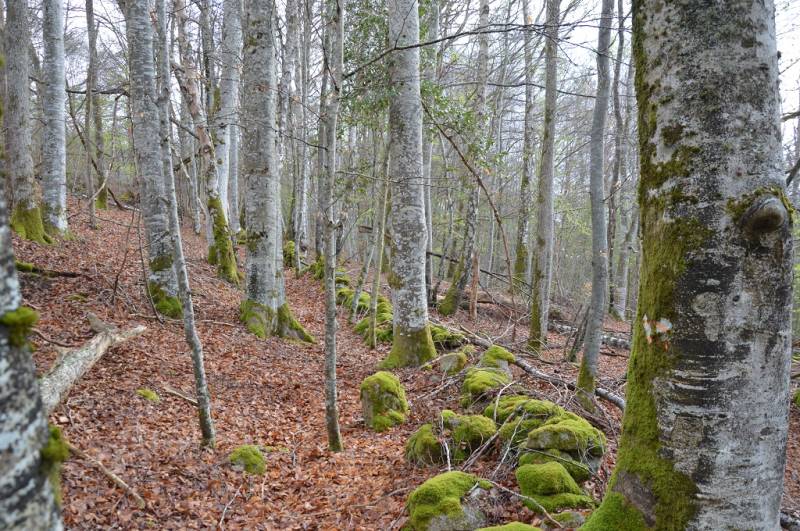 Randonnée : Chemin du Bois d'Amont