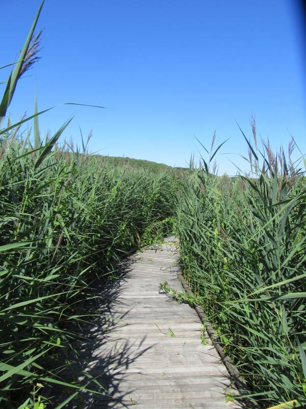 Randonnée : Marais de la vallée de la Druyes