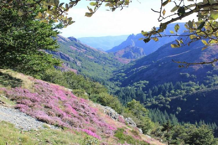 Randonnée : CIRCUIT TOURISTIQUE EN VOITURE - DE L'ESPINOUSE AU CAROUX