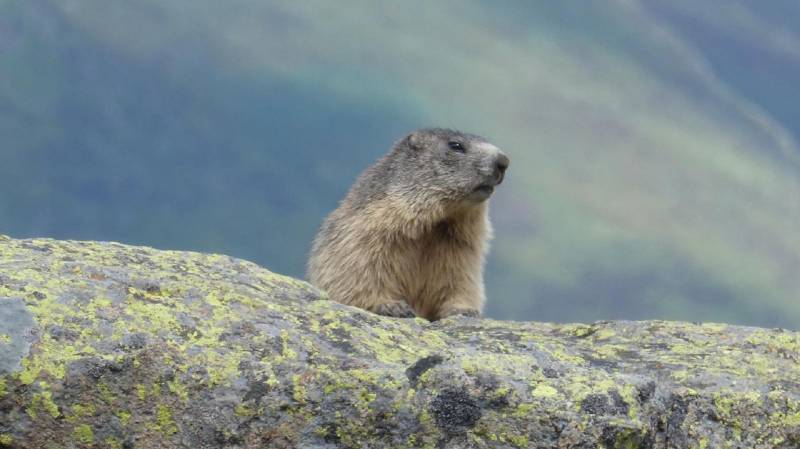 Randonnée : La Pelouse aux Marmottes