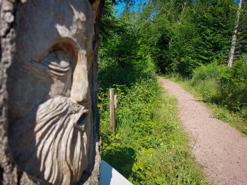 Randonnée : Sentier d'interprétation - Etang de Niffond