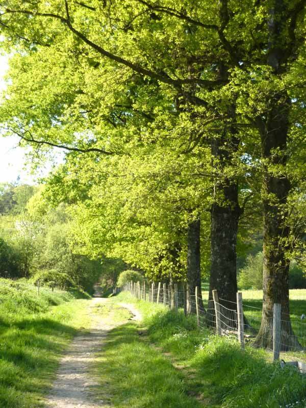 Randonnée : Forêt des Vaseix Sentier La promenade de l'étang