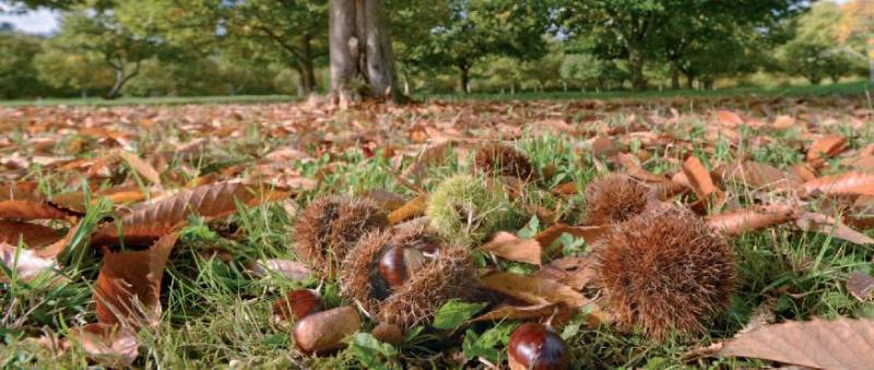 Randonnée : La Grande Boucle du Parc: Etape 9 : de Dournazac à St Pierre de Frugie