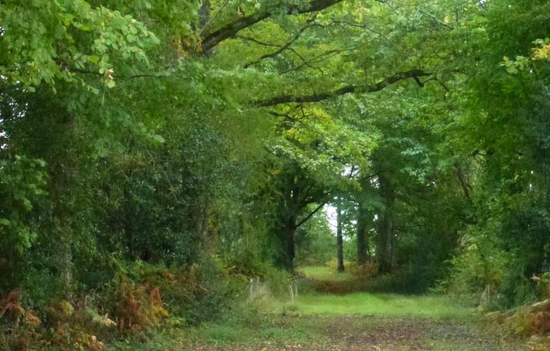 Randonnée : Chemin de Bonnefond