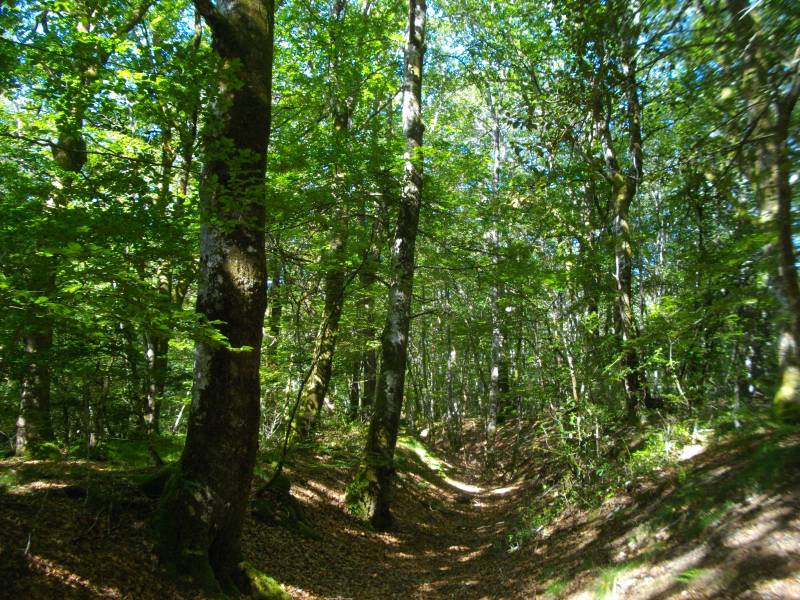 Randonnée : Le Peux des Faux - 8 km