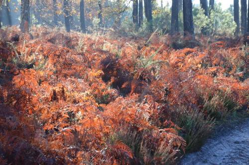 Randonnée : Du Béas à Ste-Catherine, promenade dans la forêt