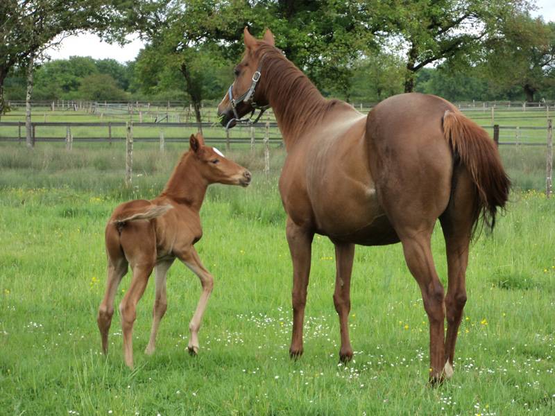 Randonnée : La Brenne à cheval : circuits en marguerite au départ du Moulin de Baratte