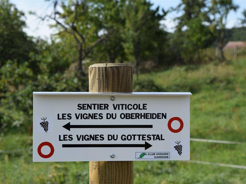 Randonnée : Sentier viticole du Gottestal