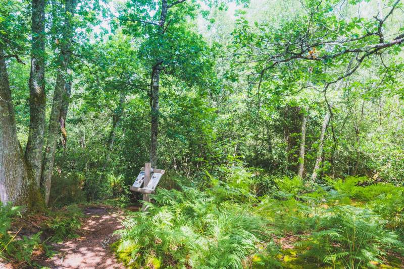 Randonnée : Balade autour de l'Arboretum d'Ychoux