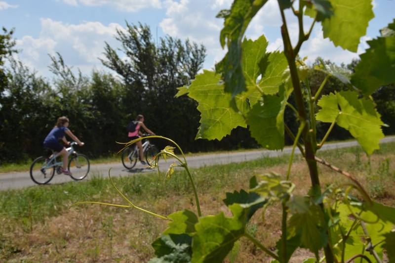 Randonnée : Le Thouet à vélo : Boucle "Entre vignes et ponts en argentonnais"