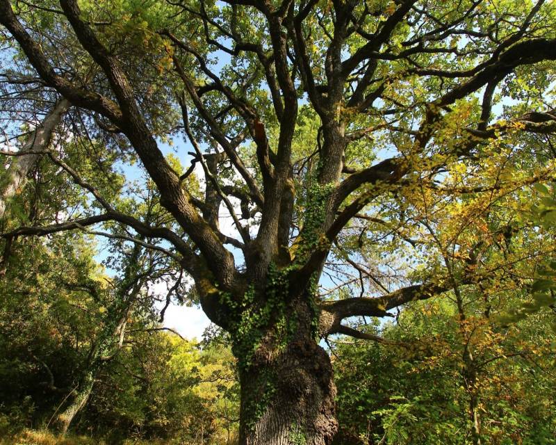 Randonnée : ESSENCES ET SENS - LE CHEMIN DES CHÊNES