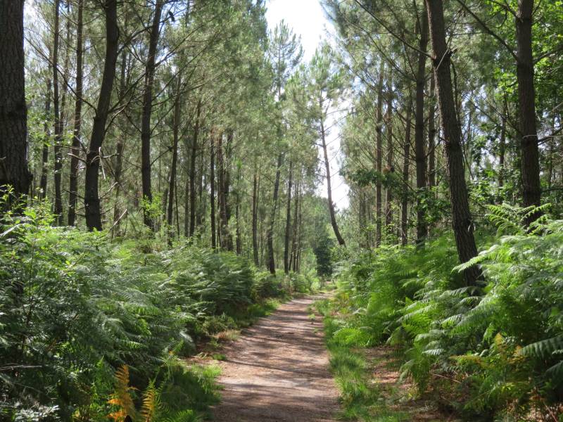 Randonnée : Balade à roulettes - Corbiac, la forêt de Saint Médard en Jalles (1) - Impraticable