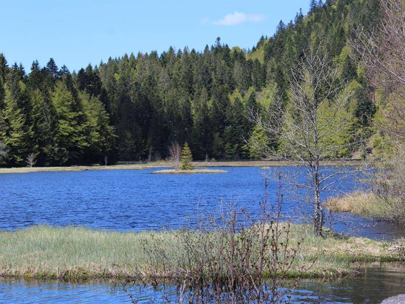 Randonnée : Le sentier pédagogique du lac de Lispach et de la ténine à La Bresse