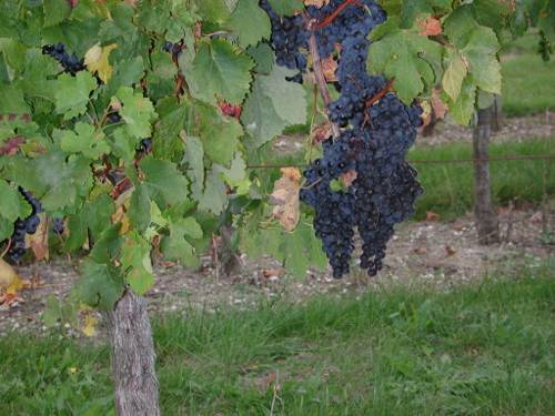 Randonnée : Ambrus, promenade vers le vignoble de Padère