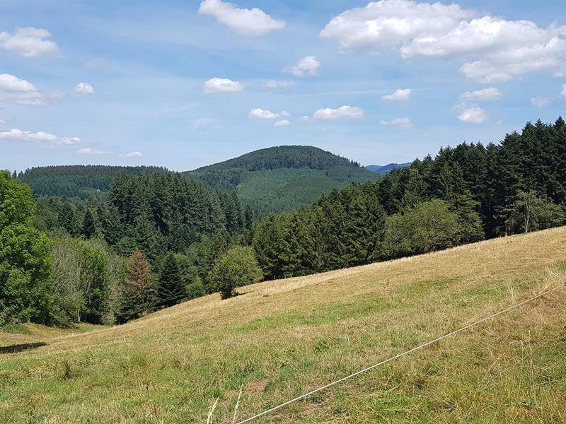 Randonnée : Circuit poussettes 4x4 H02 : La clairière du Hang