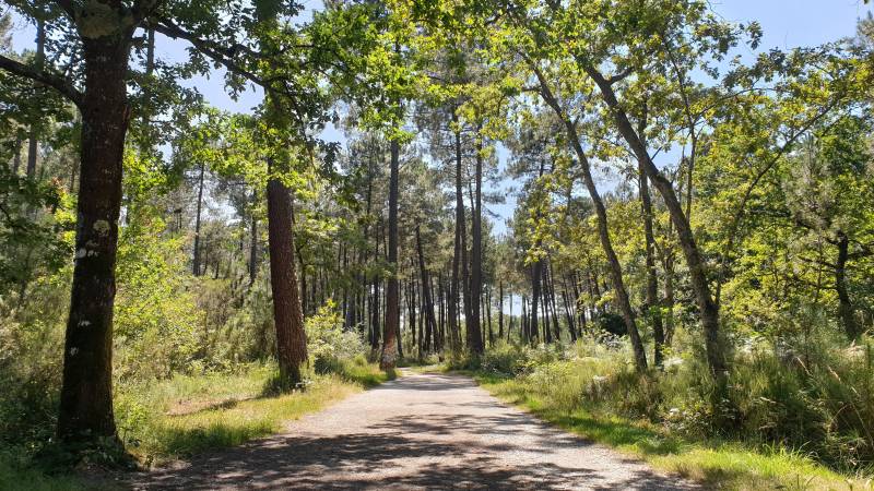 Randonnée : Balade à roulettes : Forêt de Migelane - La balade géologique