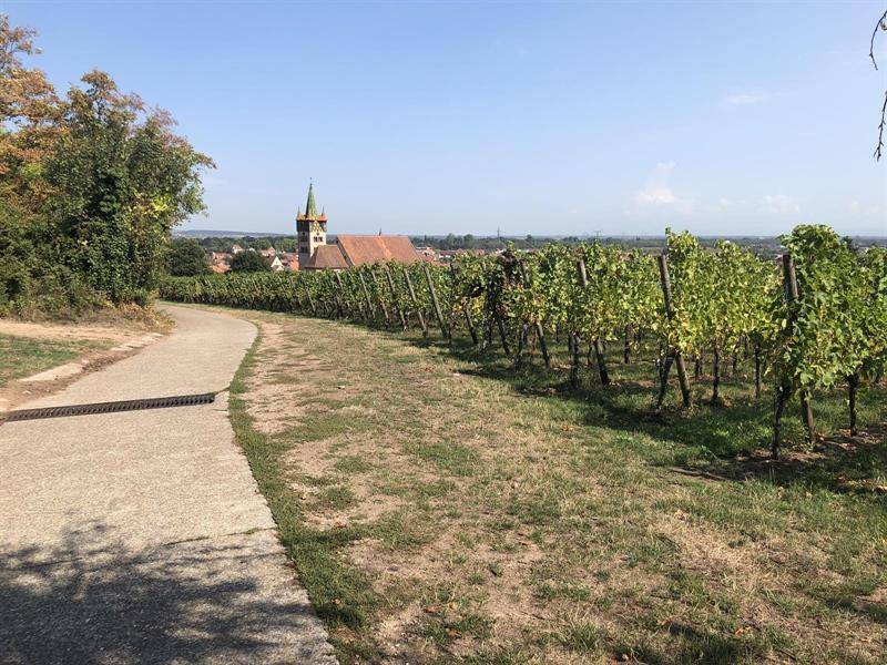 Randonnée : Circuit du vignoble - VTT