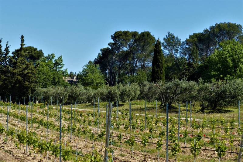 Randonnée : SAINT-RÉMY-DE-PROVENCE - La grosse Galine