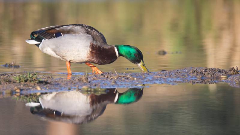 Randonnée : De Piégut-Pluviers à l'Etang Grolhier