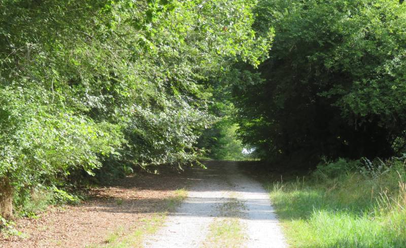 Randonnée : Balade à roulettes - Isaac, forêt de Saint Médard en Jalles - Impraticable