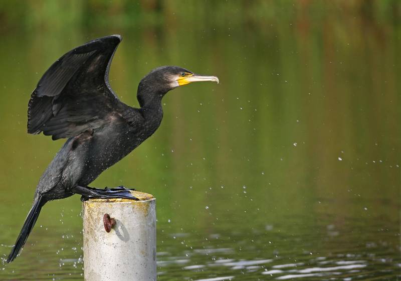 Randonnée : A l'affût de la faune sauvage au Grand Etang de la Jemaye