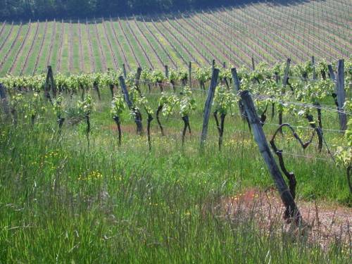 Randonnée : Circuit Paysages des Vignobles de Cocumont