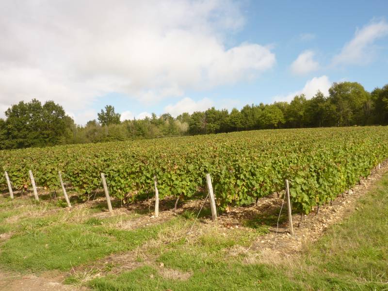 Randonnée : Le Vignoble retrouvé