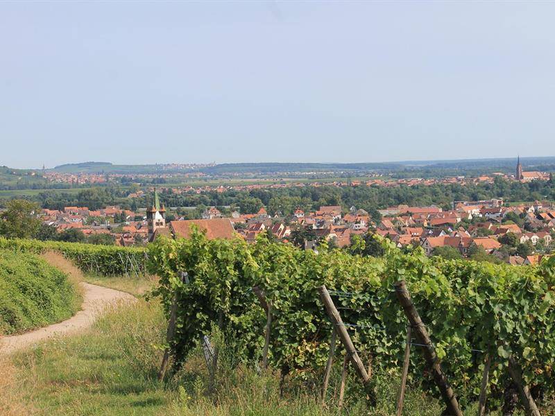 Randonnée : Circuit A l'assaut du Hahnenberg depuis Châtenois