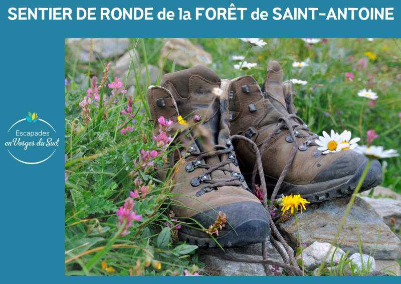 Randonnée : RANDONNÉE - LA RONDE DE LA FORET DOMANIALE DE