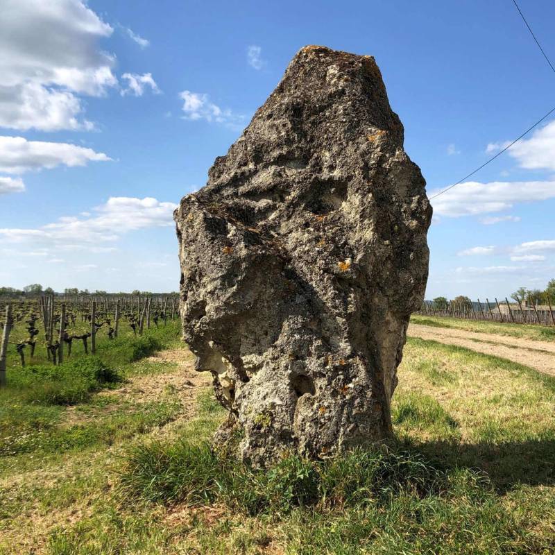 Randonnée : Entre bois et vignes