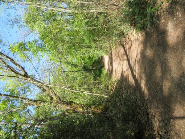 Randonnée : Balade à roulettes : La forêt du Taillan 1 - Impraticable
