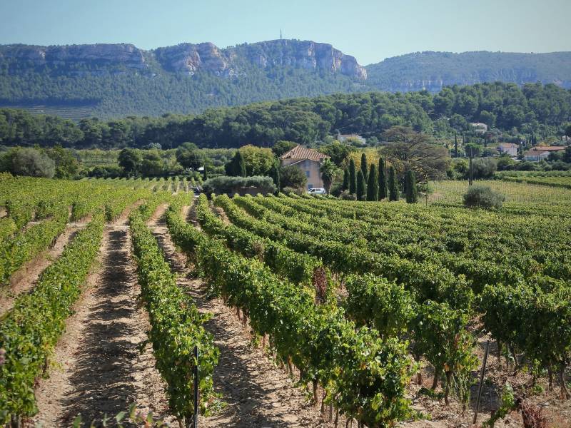 Randonnée : Le vignoble de la baie de Cassis