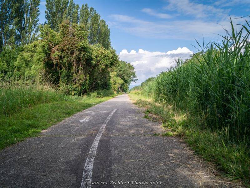 Randonnée : Escapade à Colmar - De Neuf-Brisach à Colmar