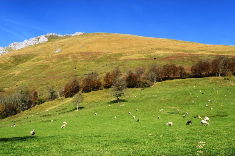 Randonnée : N°7 Aspe - Col de Laünde