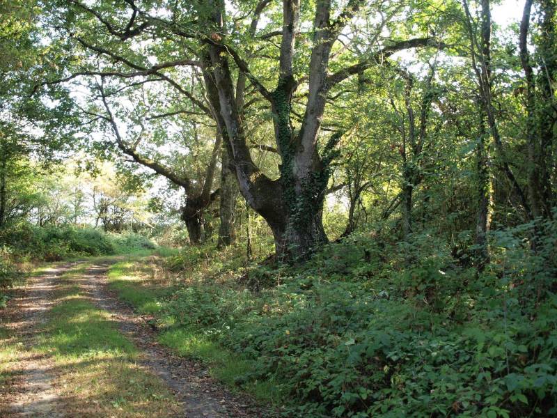 Randonnée : Base VTT sud du Perche - De bois en bois C16