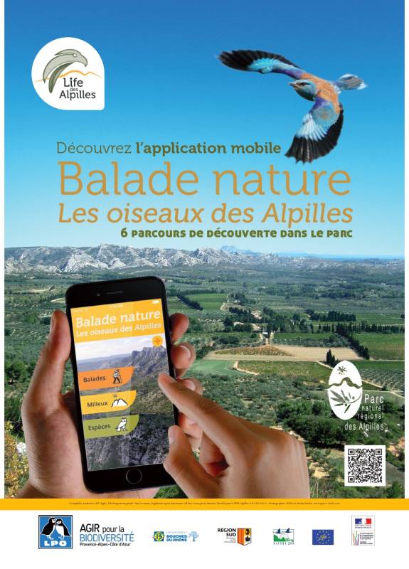 Randonnée : Balade nature - Les oiseaux des milieux ouverts