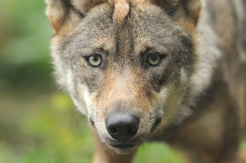 Randonnée : Circuit de randonnée pédestre n° 14 Les Loups de Chabrières