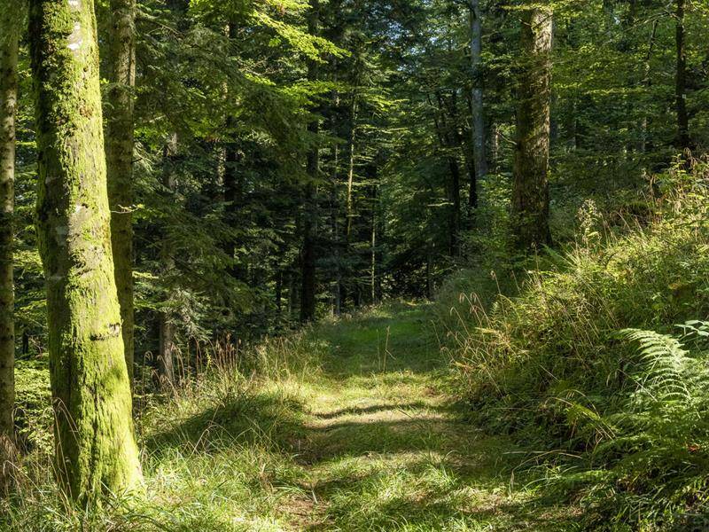 Randonnée : Circuit VTT B01 : Vers le Hohbühl