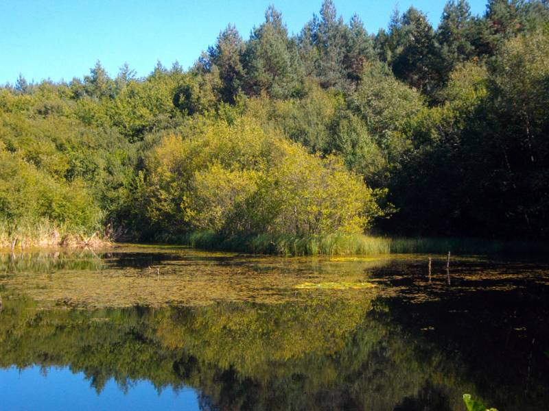 Randonnée : A la découverte de la forêt