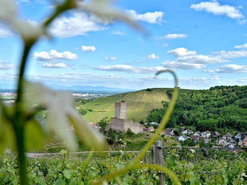 Randonnée : Circuit rando - du Sommerberg au château du Wineck