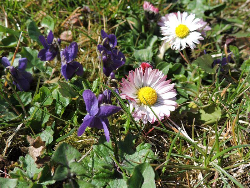 Randonnée : Randonnée Vers les collines de Rosenwiller