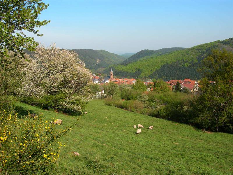 Randonnée : Circuit VTT C05 : De la côte 1000 vers Grendelbruch