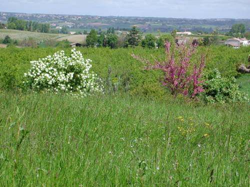 Randonnée : Lévignac-de-Guyenne, la balade de la bastide