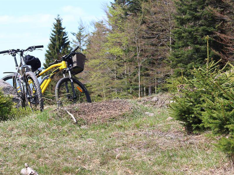 Randonnée : Circuit VTT au Pied du Donon - n°12
